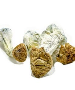 Aztec Gods Magic Mushrooms