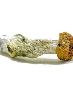 Aztec Gods Magic Mushrooms