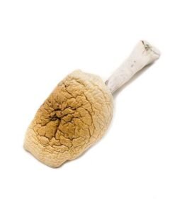 Amazonian Magic Mushrooms