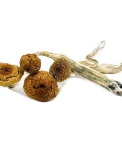 Brazilian Magic Mushrooms