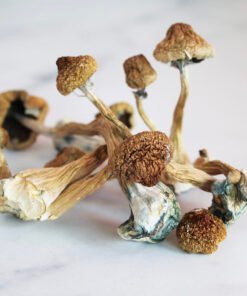Mazatapec Magic Mushrooms