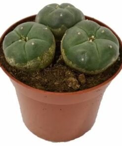 Peyote – Lophophora Williamsii (3 heads)