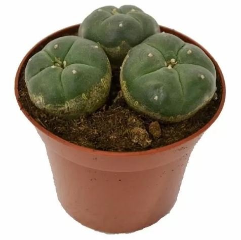 Peyote – Lophophora Williamsii (3 heads) Peyote – Lophophora Williamsii (3 heads)