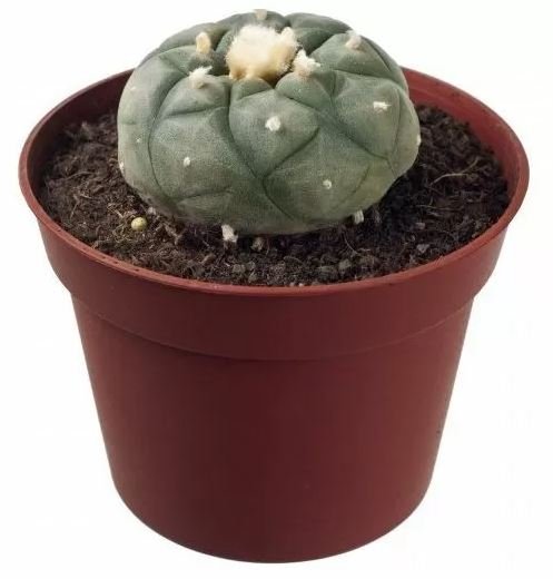 Peyote (Lophophora Williamsii) Peyote (Lophophora Williamsii)