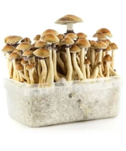 BRAZIL MAGIC MUSHROOM GROW KIT