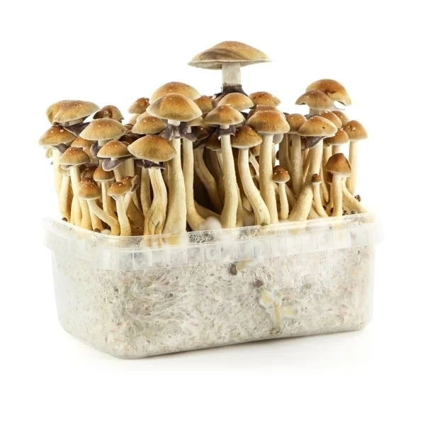BRAZIL MAGIC MUSHROOM GROW KIT BRAZIL MAGIC MUSHROOM GROW KIT