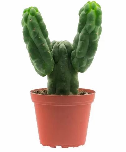 San Pedro Monstrosus – Trichocereus Pachanoi San Pedro Monstrosus – Trichocereus Pachanoi