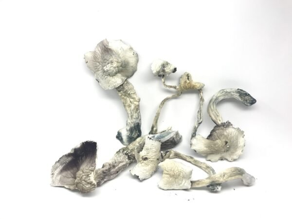 albino-a-mushroom-Strain1-600x450