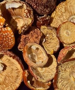 Amanita Muscaria Mushroom