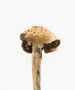 Brazilian Magic Mushrooms