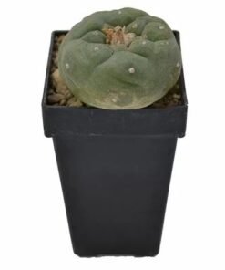 Lophphora fricii – Peyote Fricii (3cm – 5cm)