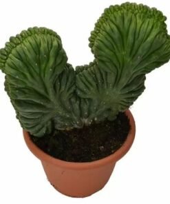 Trichocereus Pachanoi forma cristata (San Pedro)