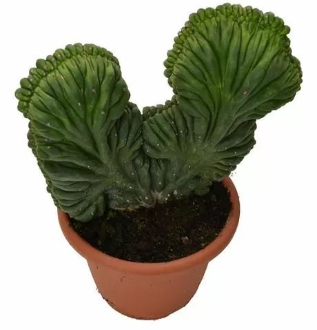 Trichocereus Pachanoi forma cristata (San Pedro) Trichocereus Pachanoi forma cristata (San Pedro)